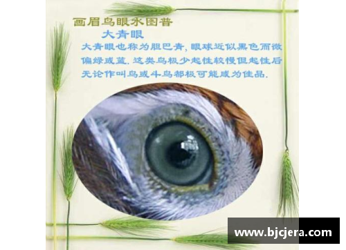 四百眼睛中的体育传奇：探索其无与伦比的运动生涯与成就