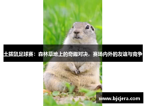 土拨鼠足球赛：森林草地上的奇趣对决，赛场内外的友谊与竞争